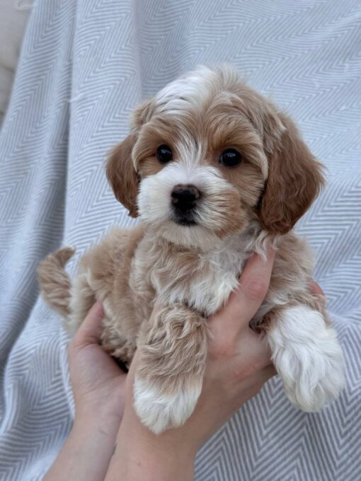 female Cavapoo puppy