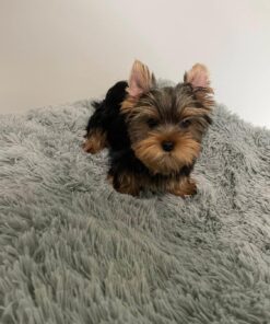 Yorkie Puppies for Sale