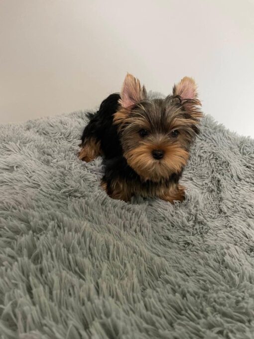 Yorkie Puppies for Sale