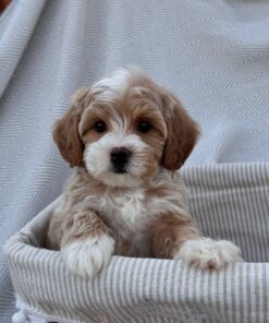 female Cavapoo puppy