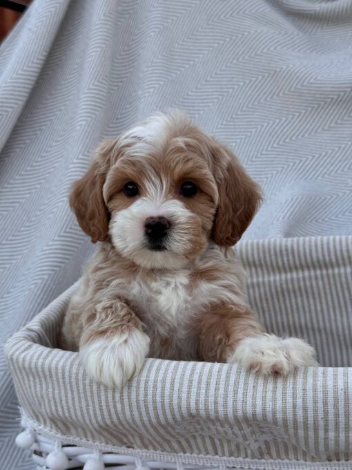 female Cavapoo puppy