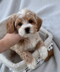 female Cavapoo puppy