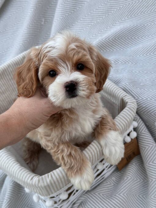 female Cavapoo puppy