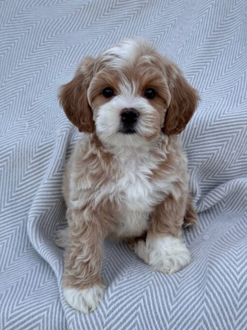 female Cavapoo puppy