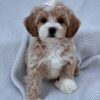 female Cavapoo puppy