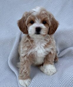 female Cavapoo puppy