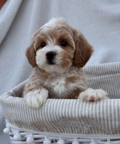 female Cavapoo puppy
