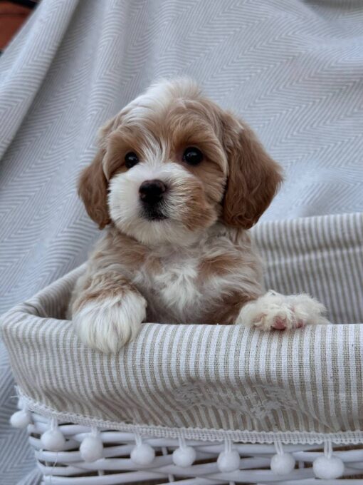 female Cavapoo puppy