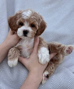 female Cavapoo puppy