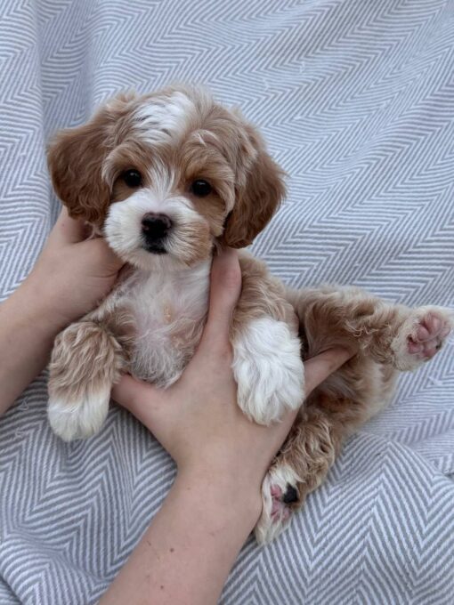 female Cavapoo puppy
