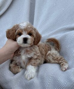 female Cavapoo puppy
