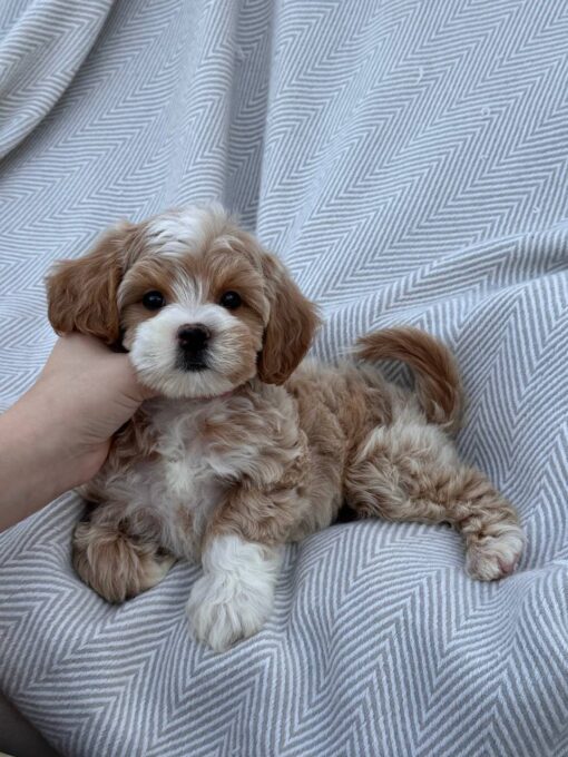 female Cavapoo puppy