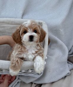 female Cavapoo puppy