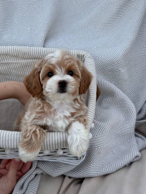 female Cavapoo puppy