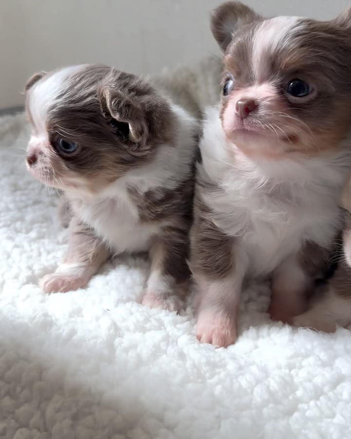Chihuahua for Sale