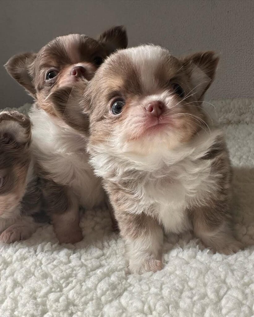 Chihuahua for Sale