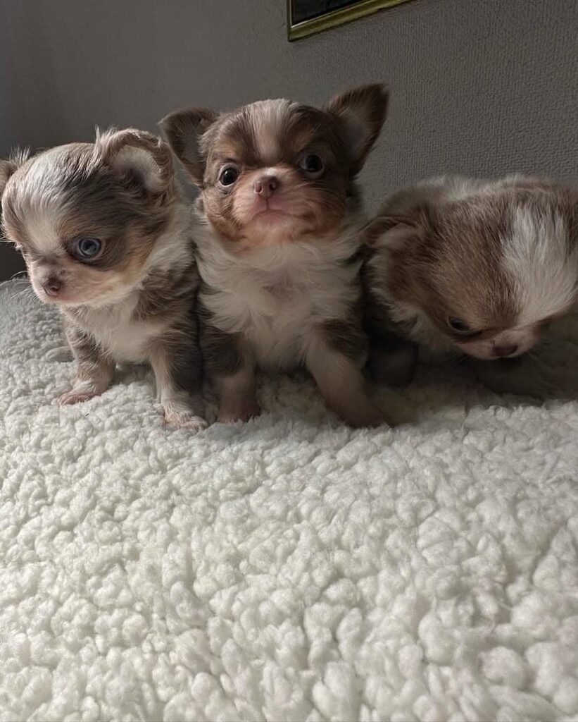 Chihuahua for Sale