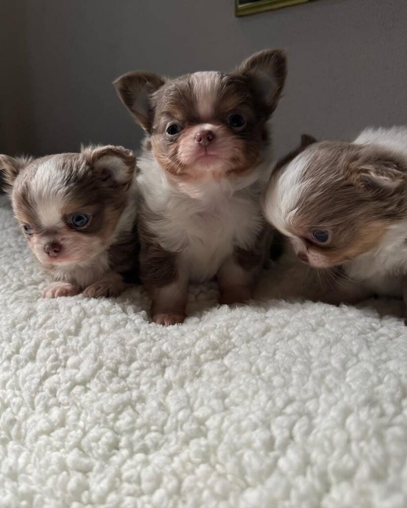 Chihuahua for Sale