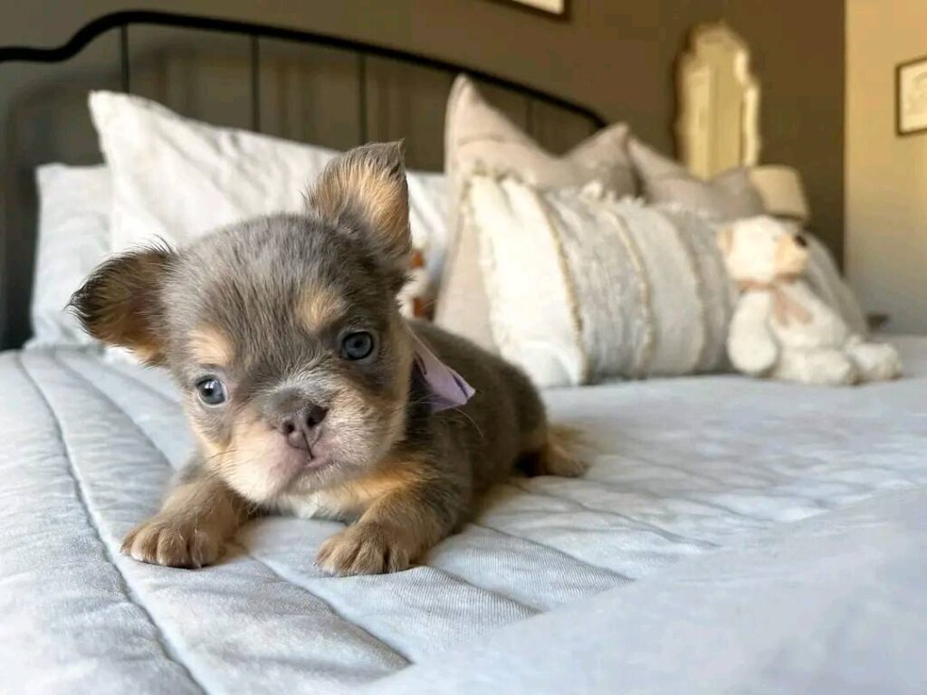 Chihuahua Puppies for Sale in Texas