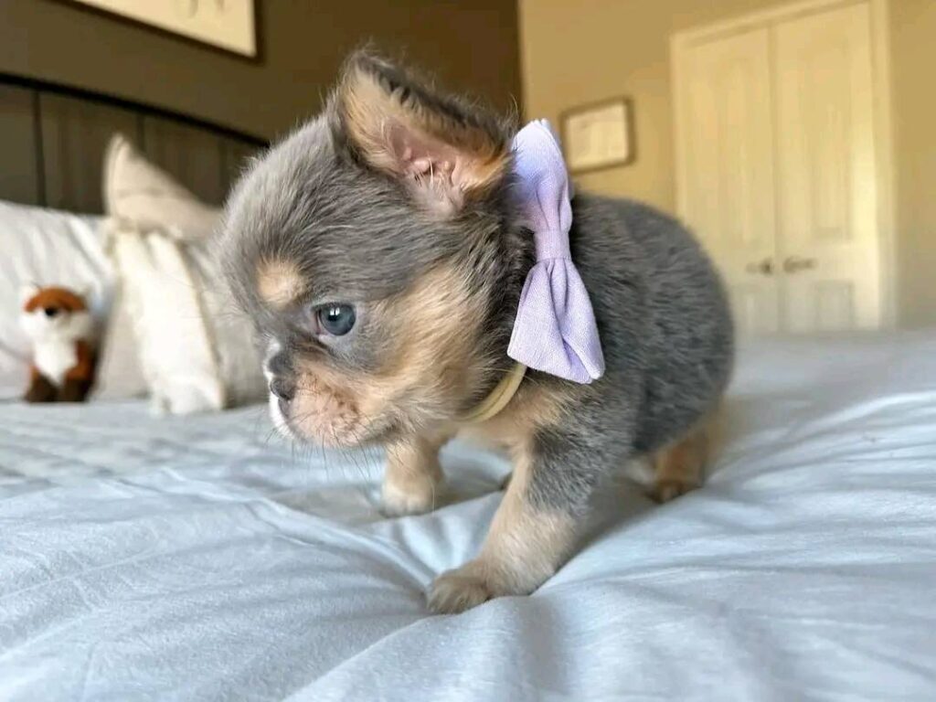 Chihuahua Puppies for Sale in Texas