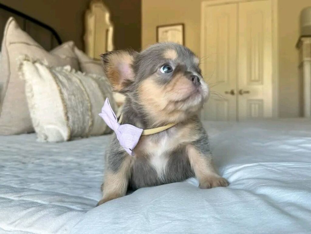 Chihuahua Puppies for Sale in Texas