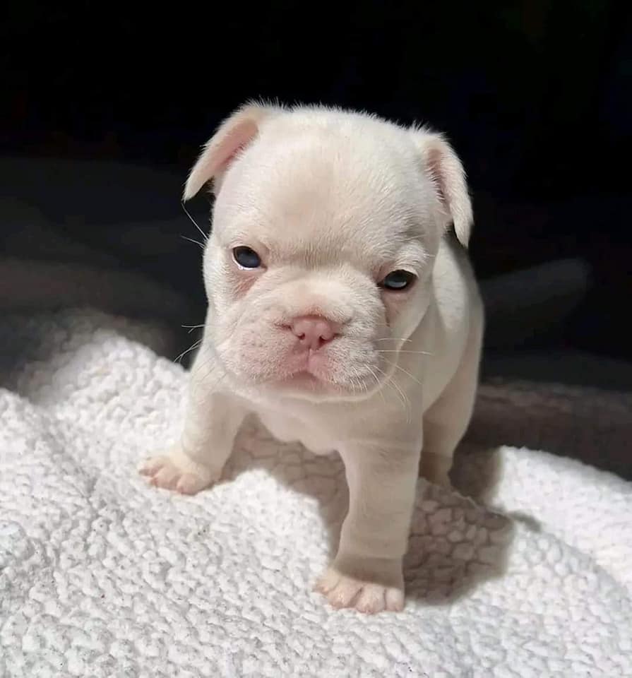 Puppies for Sale in Ohio