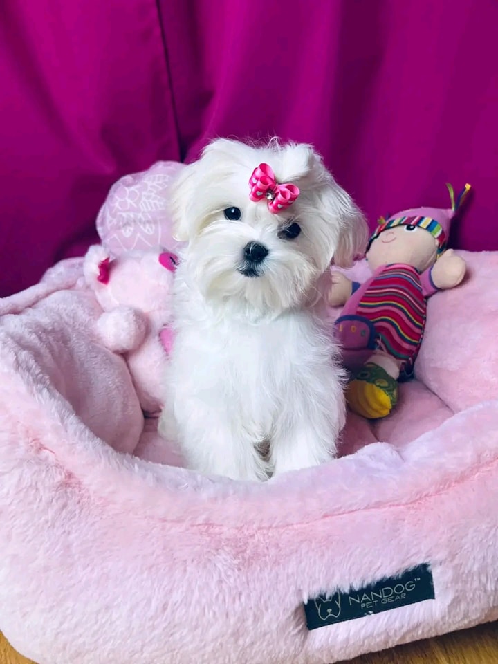 Maltese Puppies for Sale in Washington DC
