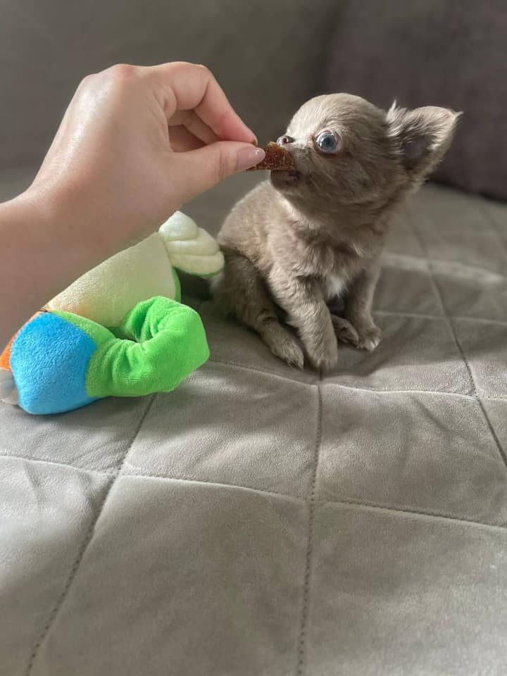 Chihuahua Puppies for Sale in Texas