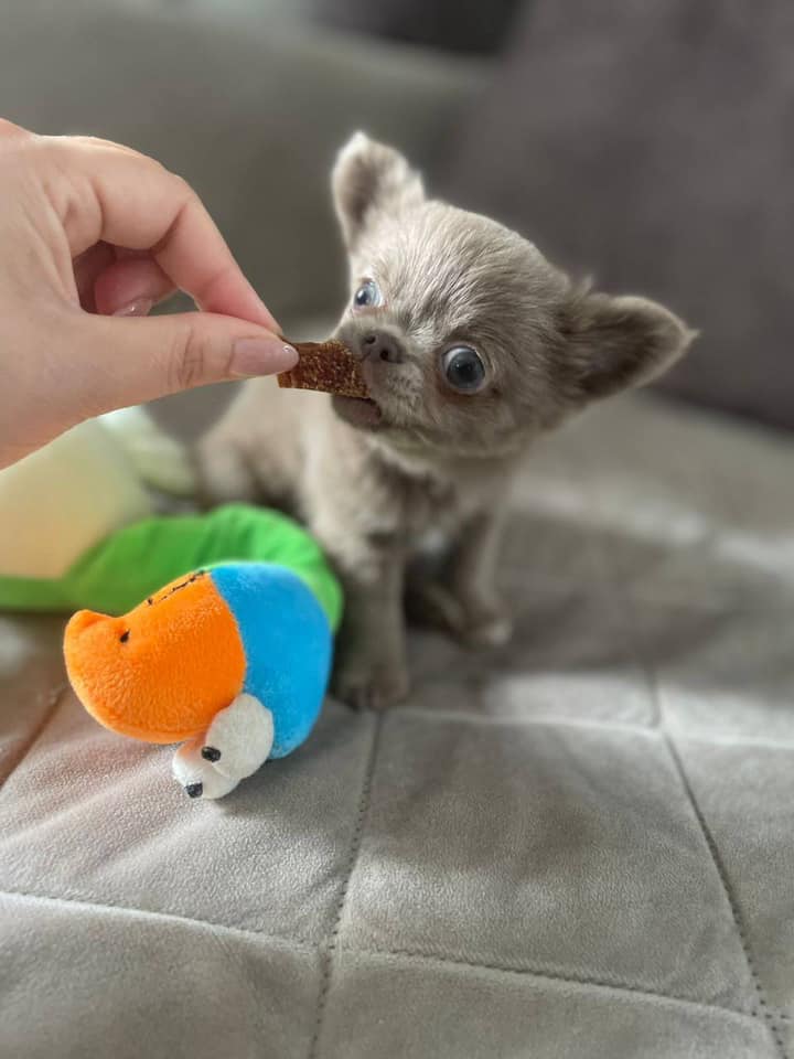 Chihuahua Puppies for Sale in Texas