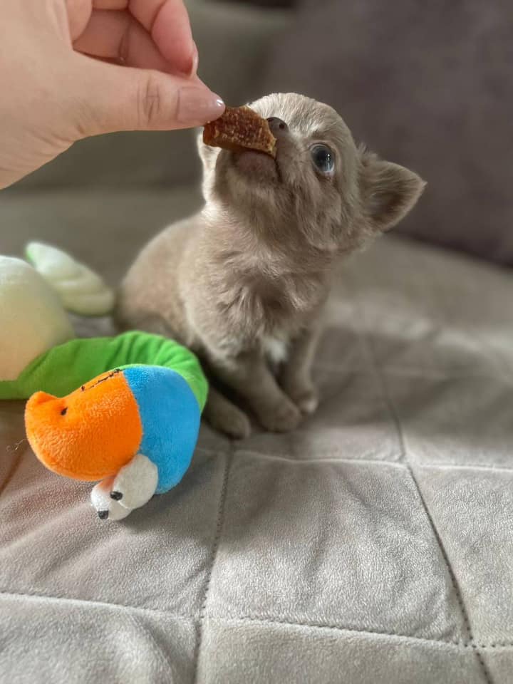 Chihuahua Puppies for Sale in Texas