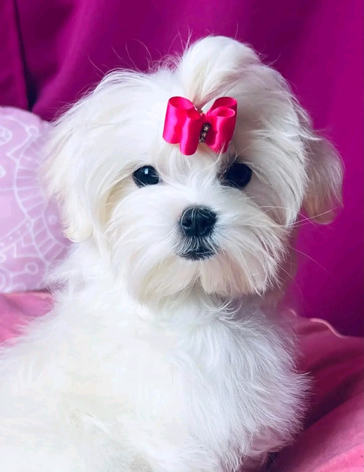 Maltese Puppies for Sale in Washington DC