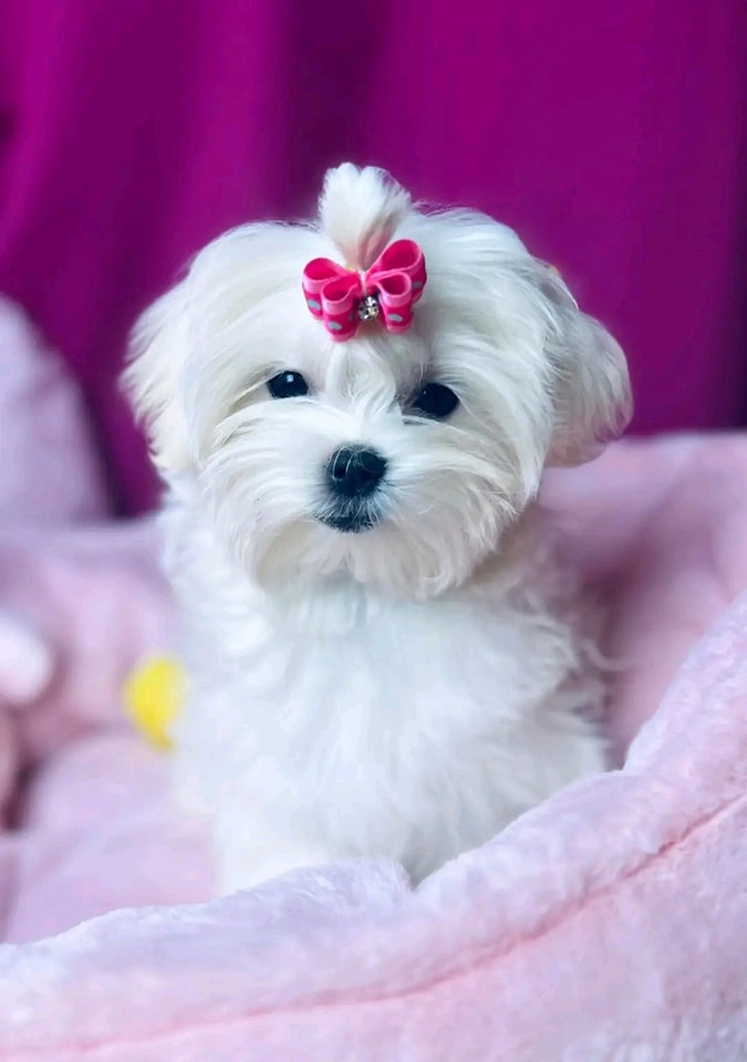 Maltese Puppies for Sale in Washington DC