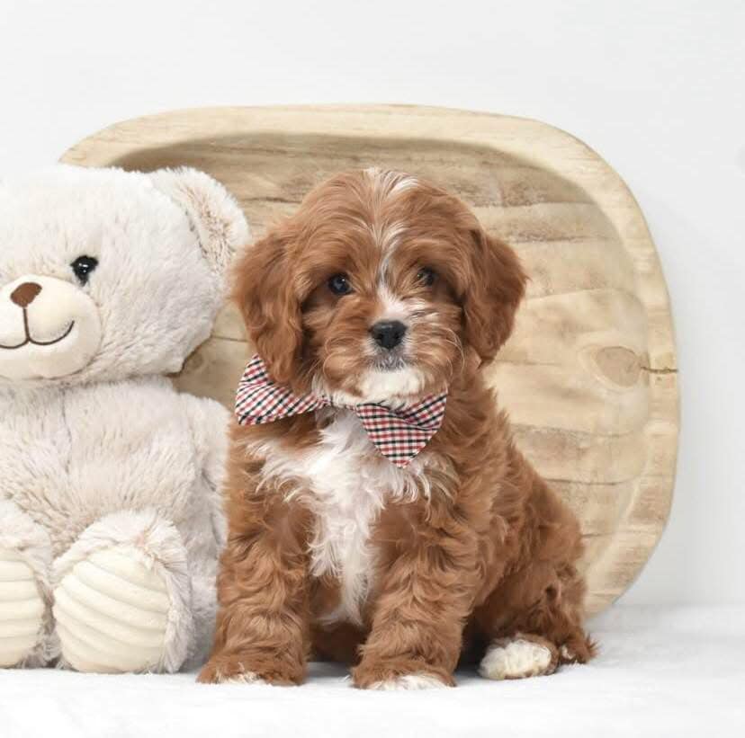 AKC Cavapoo