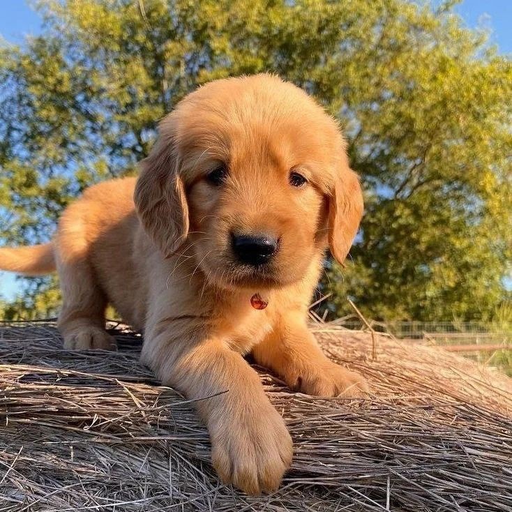 Puppies for Sale in Ohio