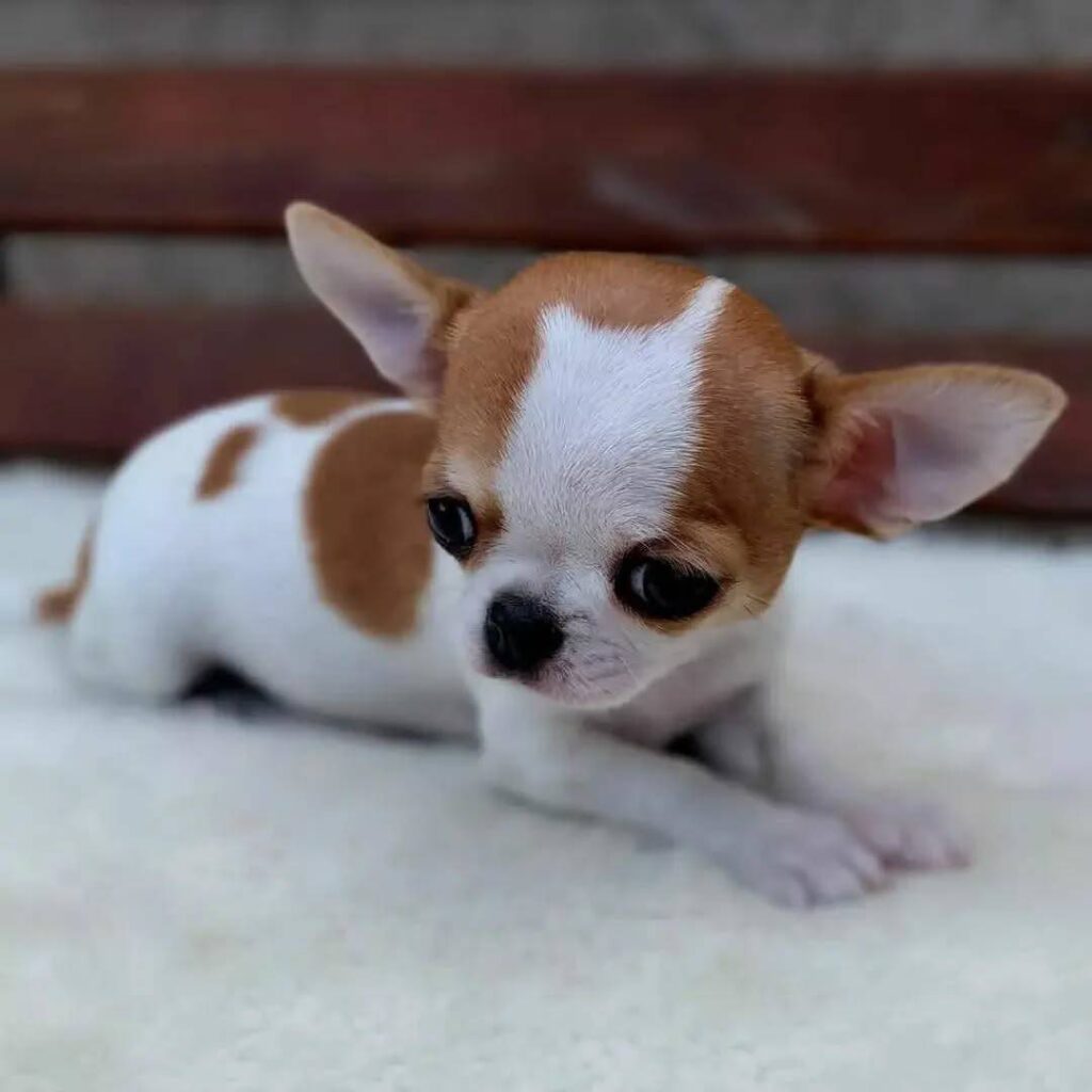 Chihuahua Puppies for Sale in New York