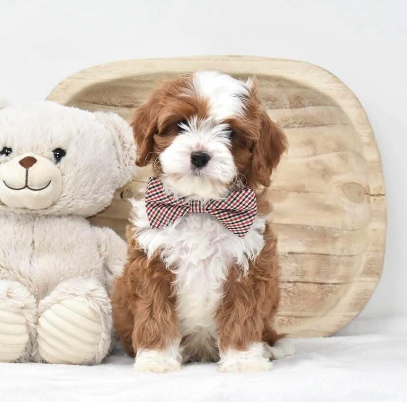 AKC Cavapoo