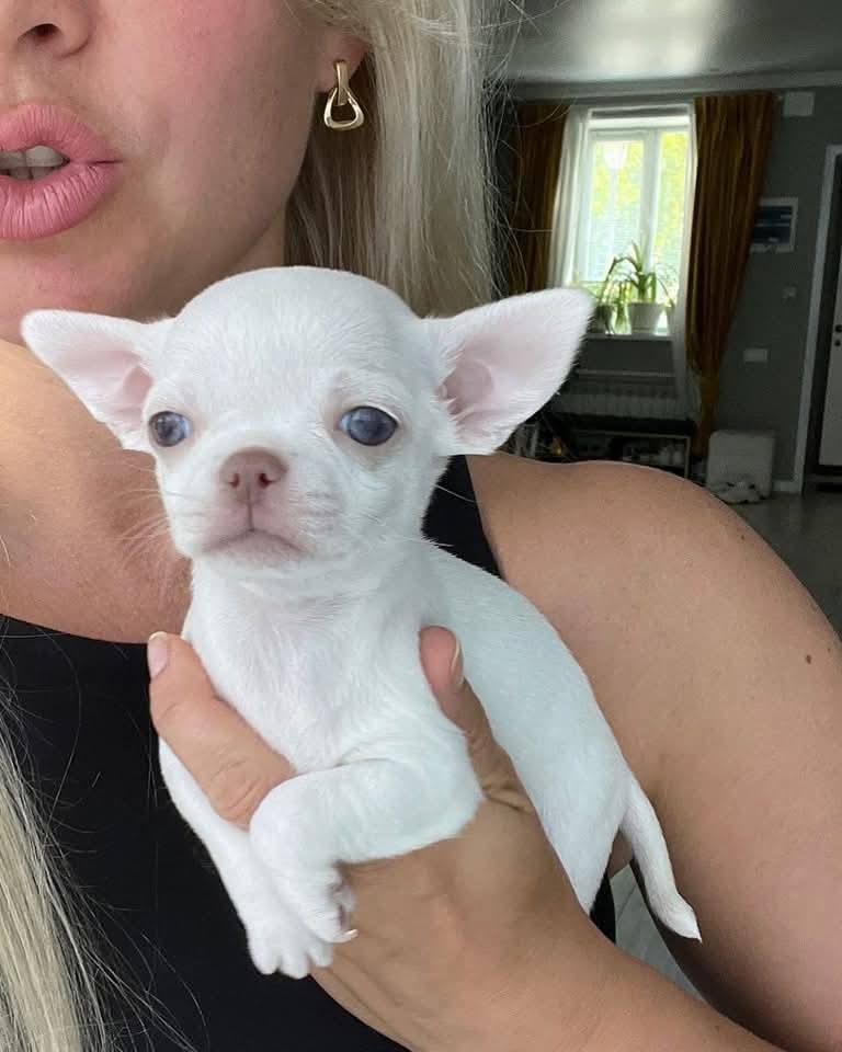 Chihuahua Puppies for Sale in New York