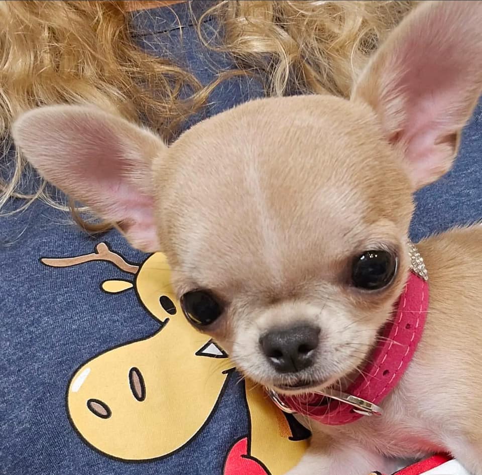Chihuahua Puppies for Sale in New York