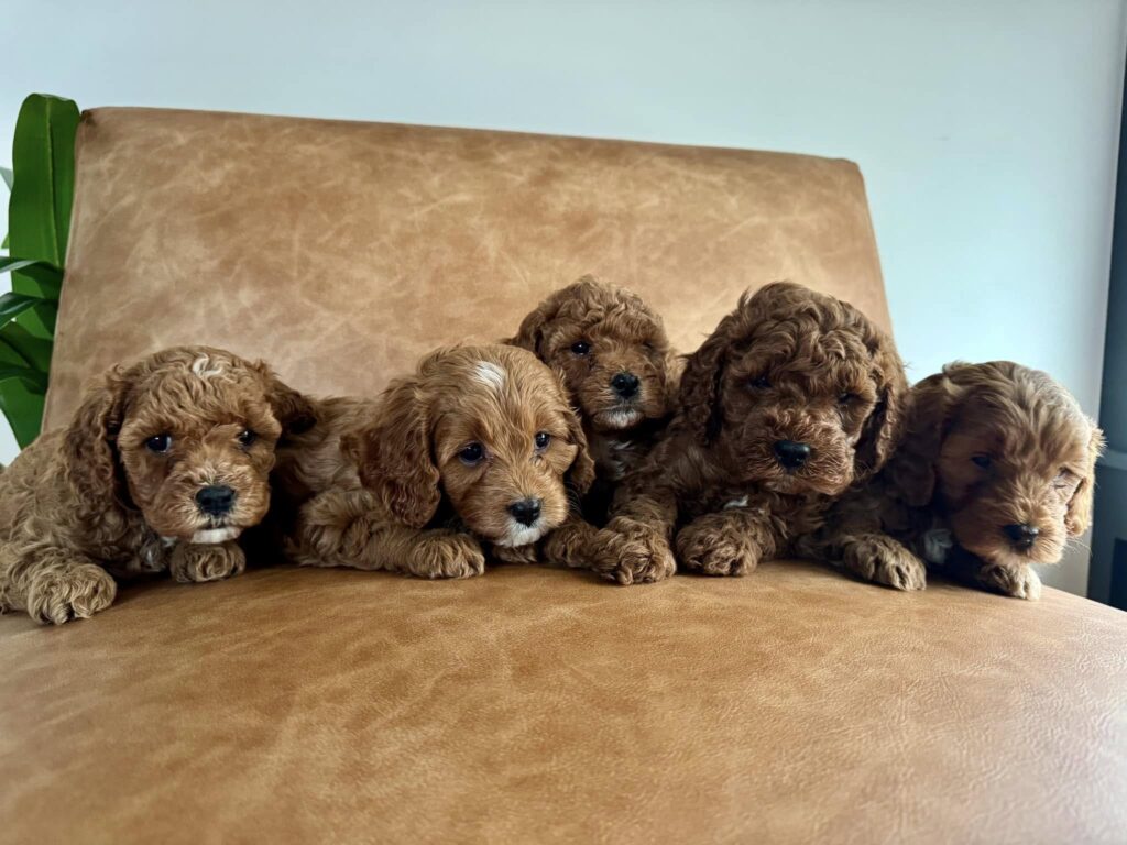 Female Cavapoo Puppy for Sale