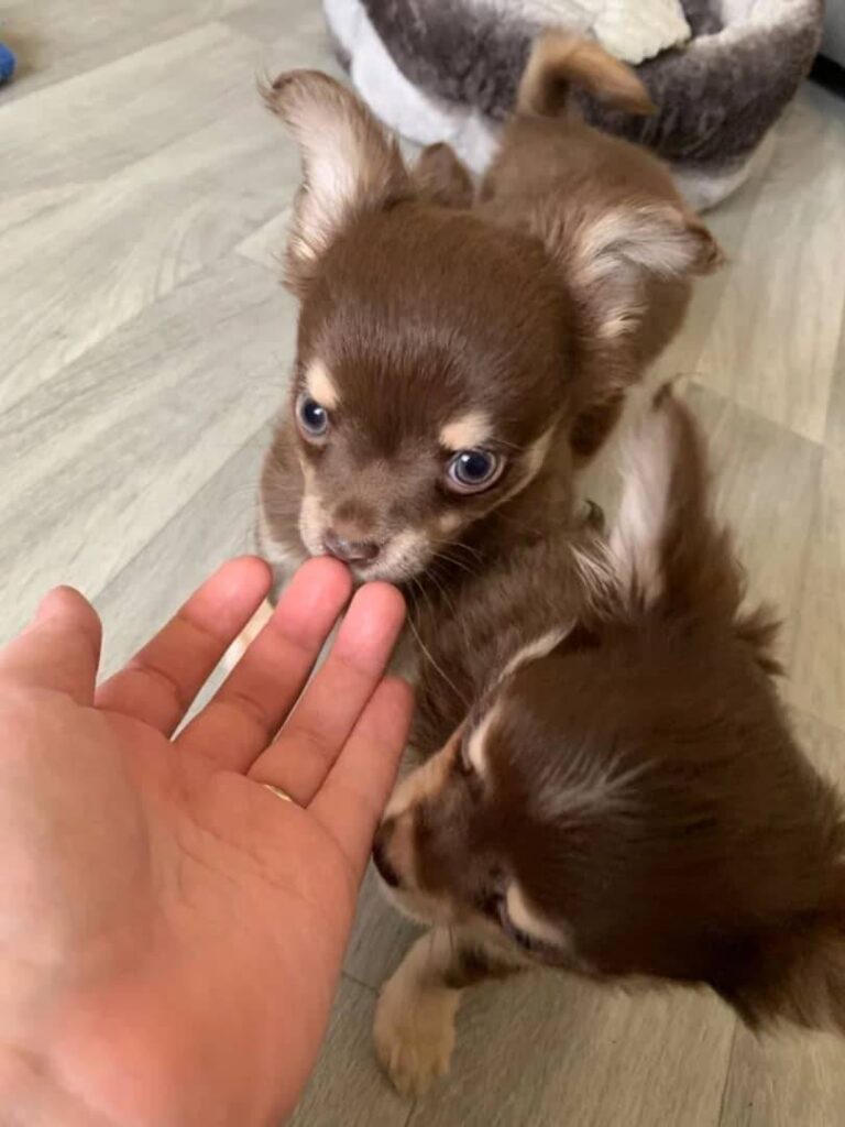 Chihuahua Puppies for Sale in New YorkChihuahua Puppies for Sale in New York