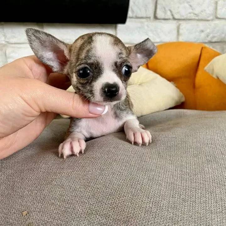 Chihuahua Breeder California