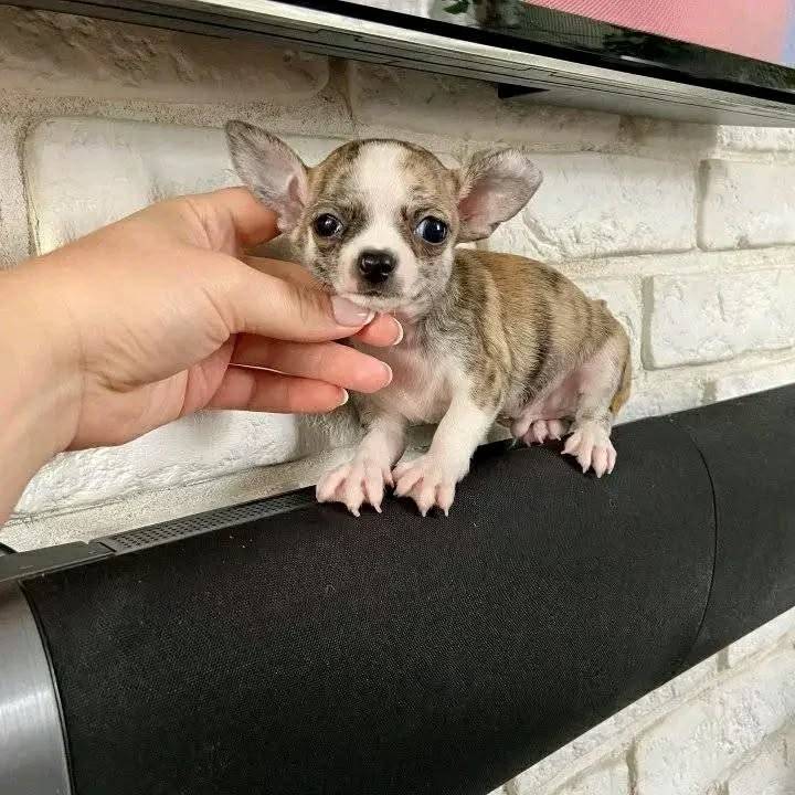 Chihuahua Breeder California