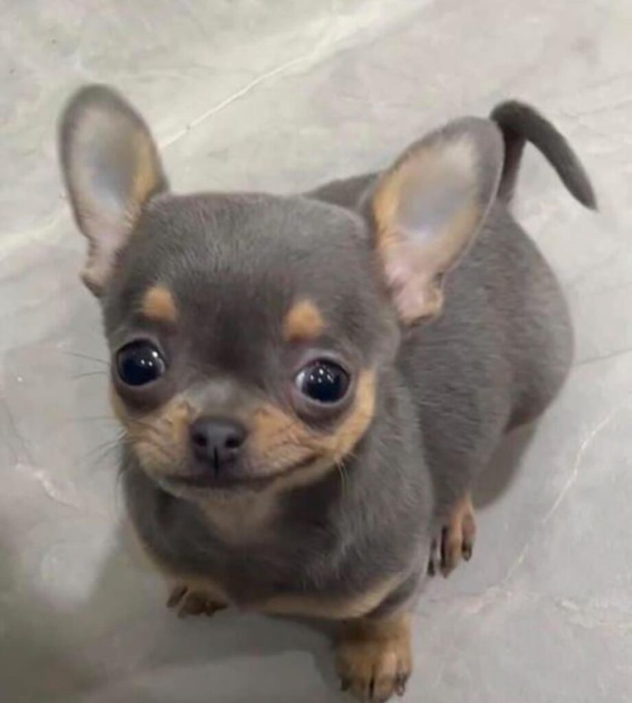 Chihuahuas for Sale in California