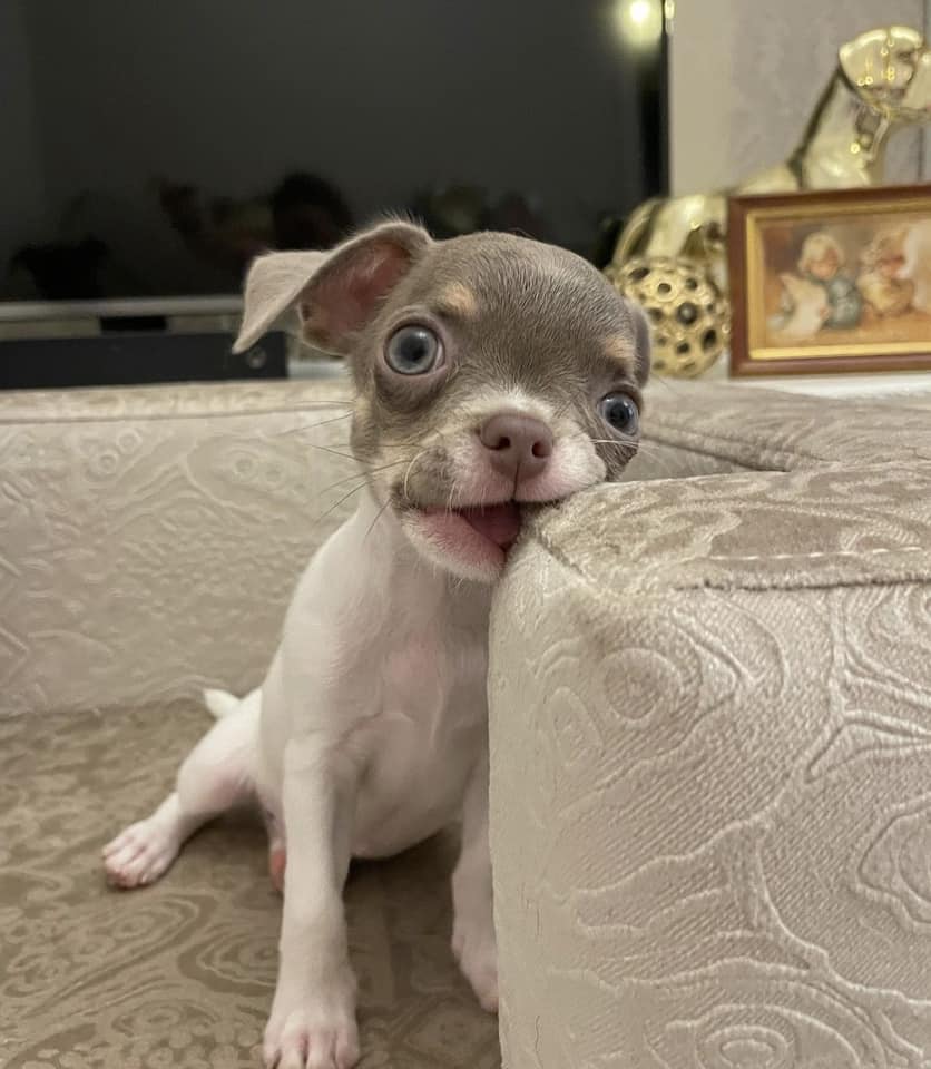 Chihuahua puppies for sale in California