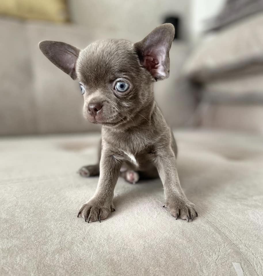 Chihuahua puppies for sale in California