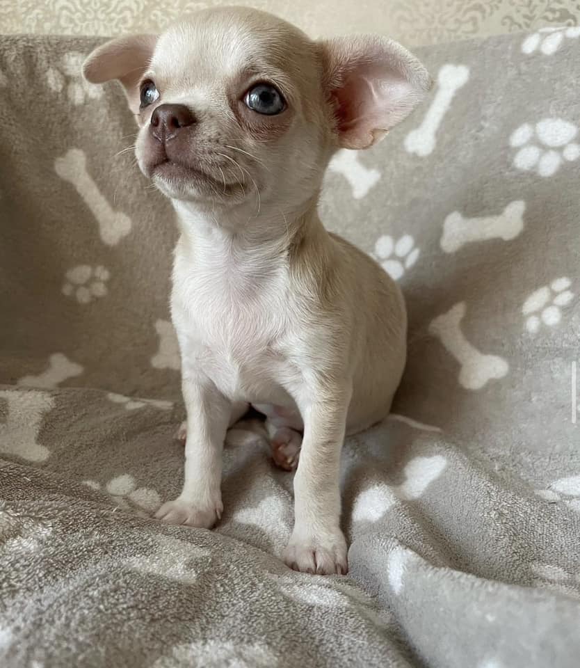 Chihuahua puppies for sale in California