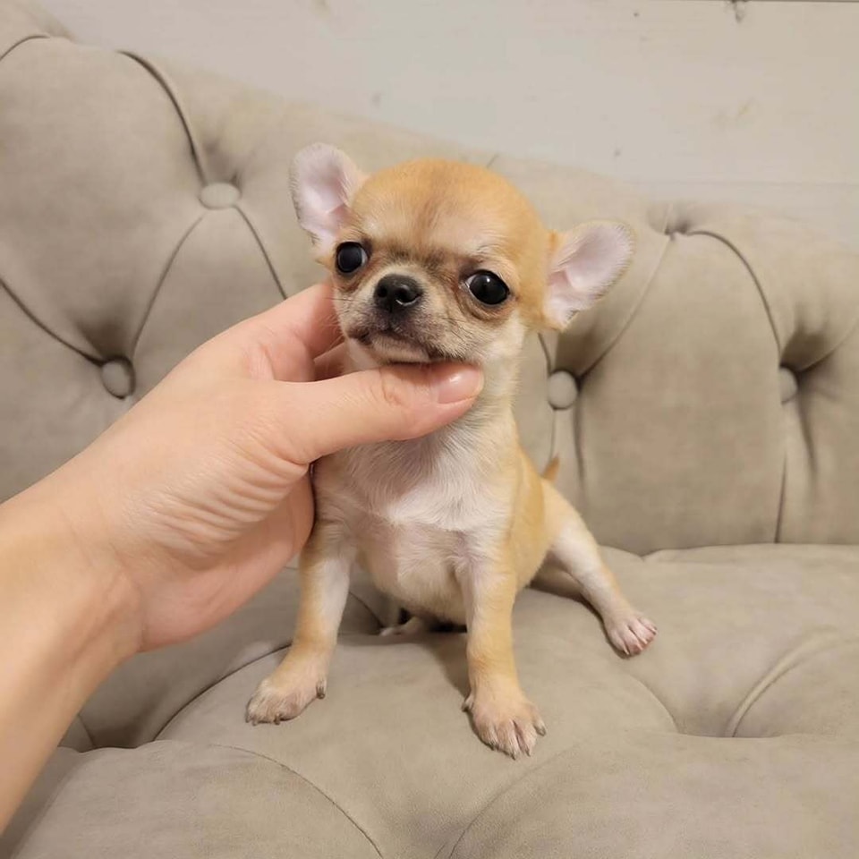 Chihuahua puppies for sale in California
