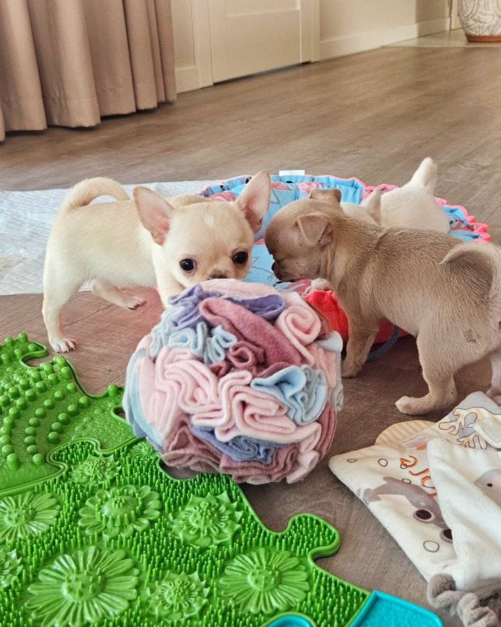 Chihuahuas for Sale in California