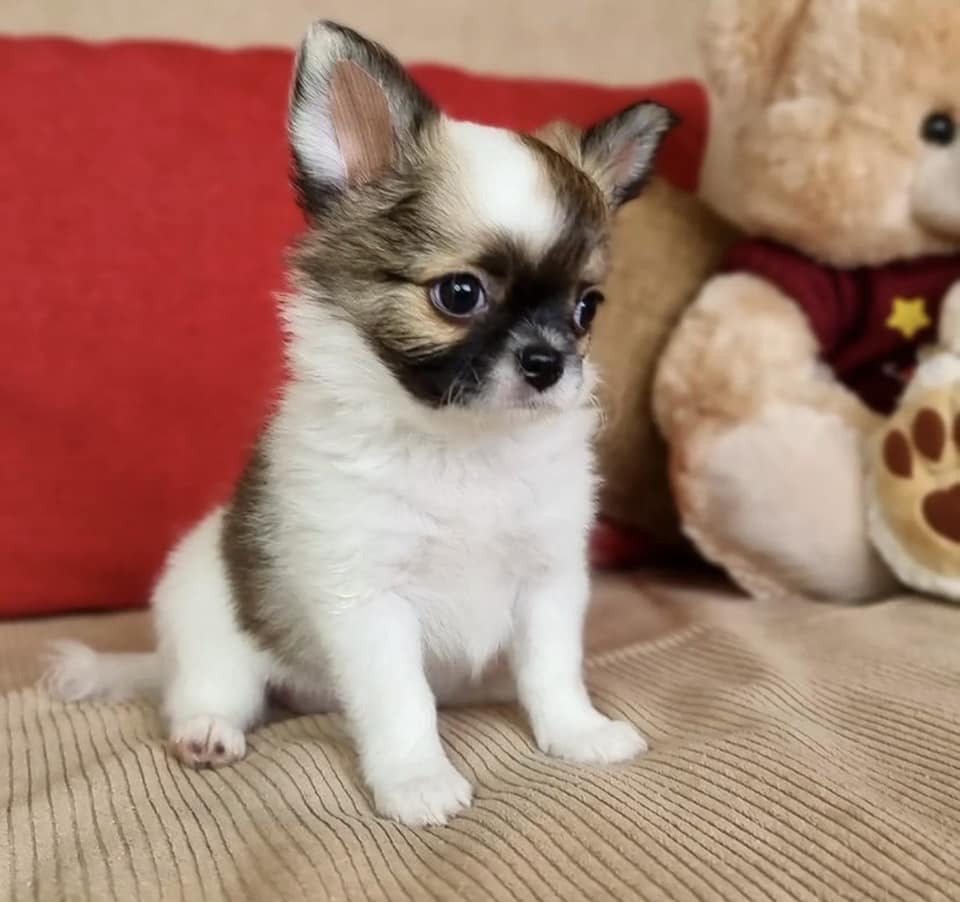 Chihuahua Puppies for Sale in New York City