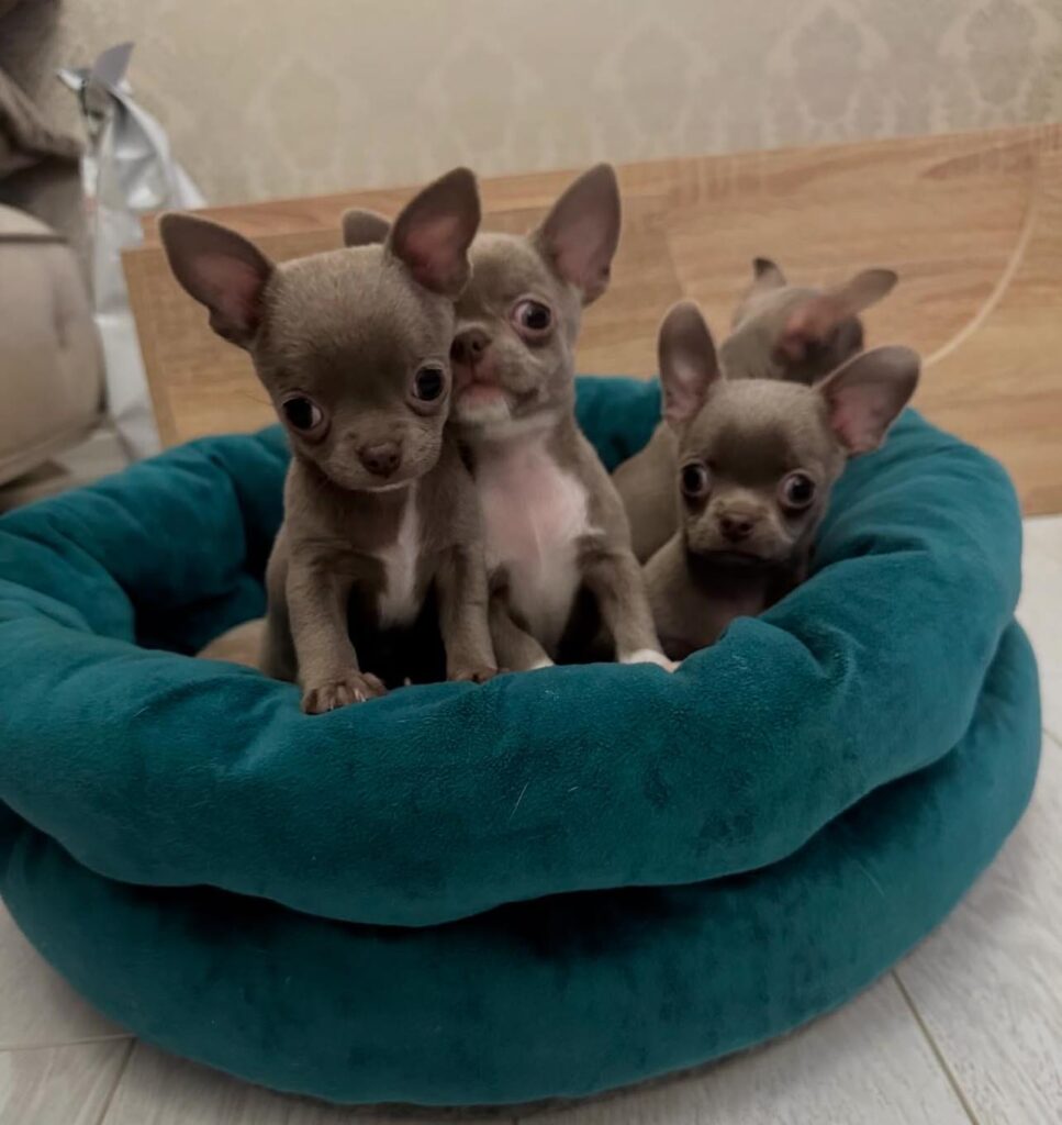 Chihuahuas for Sale in California